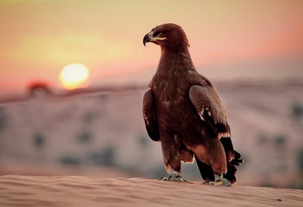Falconry in the UAE - Image